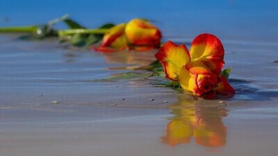Hydrolats et eaux florales