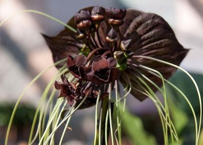 Gamme Black Orchid