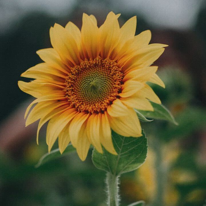 GUTSCHEIN Spätsommer - Ruhe in Deiner Mitte und lebe Mitgefühl!