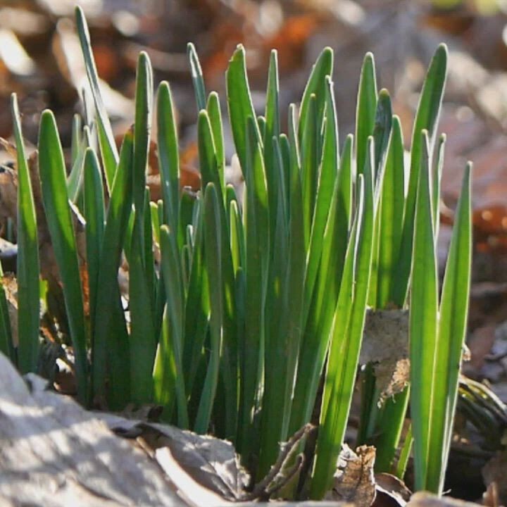 Frühling - Starte kreativ und flexibel in Dein Jahr!