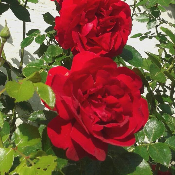 GUTSCHEIN Sommer - Feiere Deine Lebensfreude!