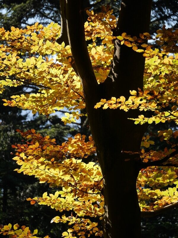 GUTSCHEIN Herbst - Vertraue und lass los!