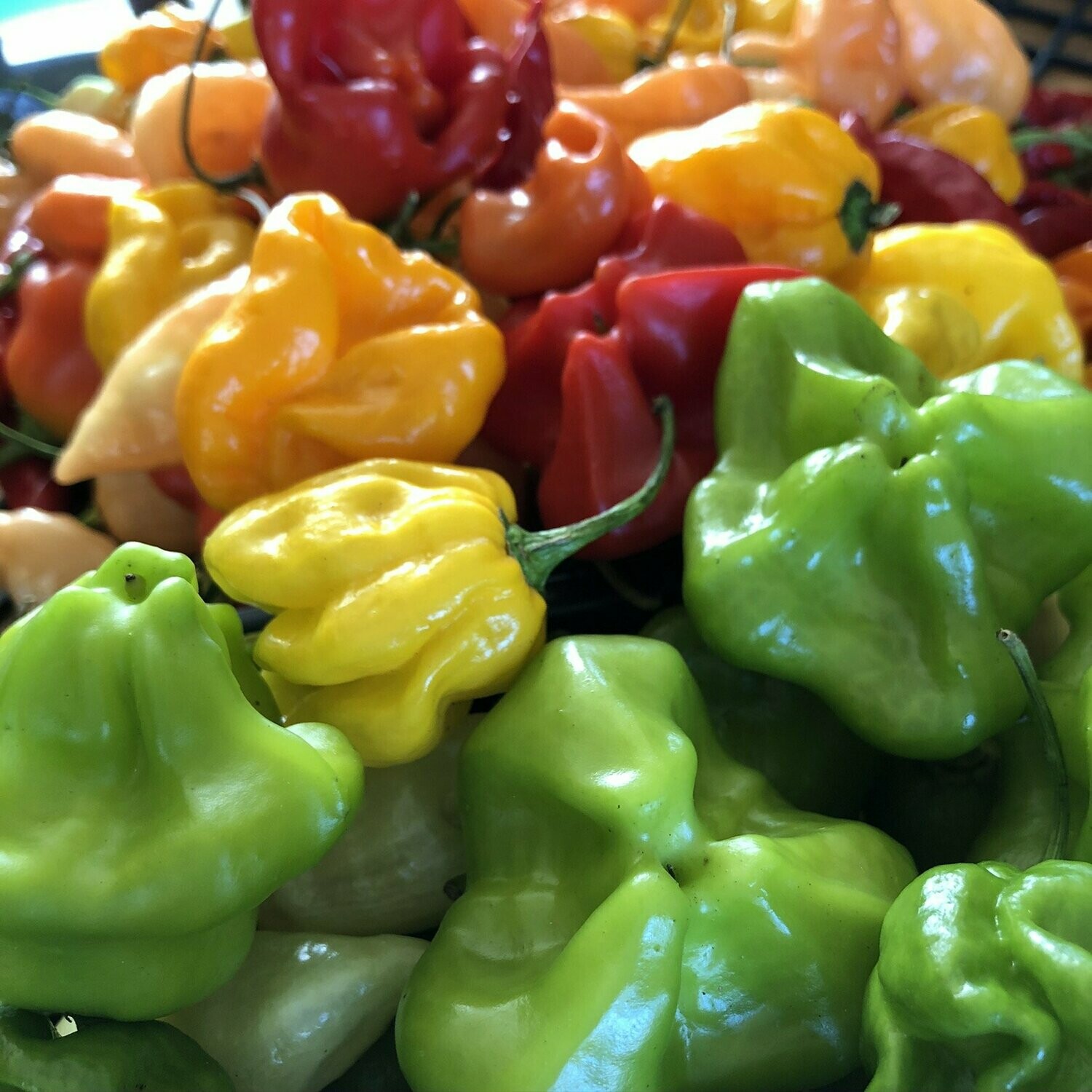GOURMET PEPPER MIX