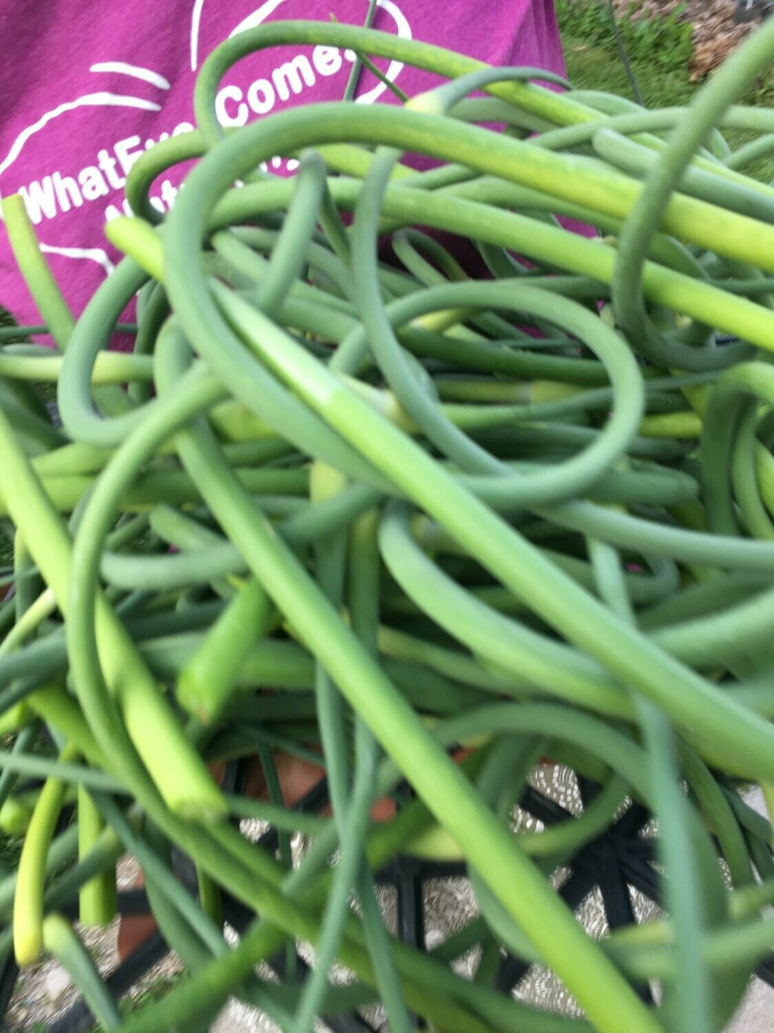 GARLIC SCAPES