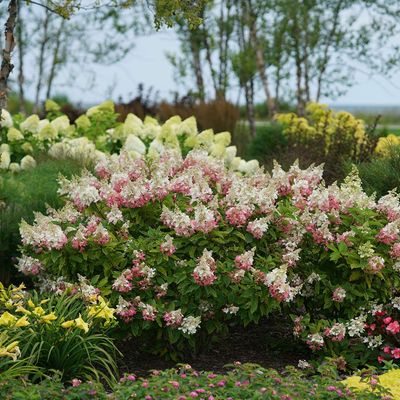 ORGANICALLY GROWN PLANTS
