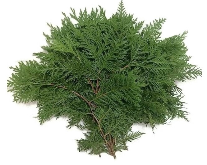 Sage - Cedar