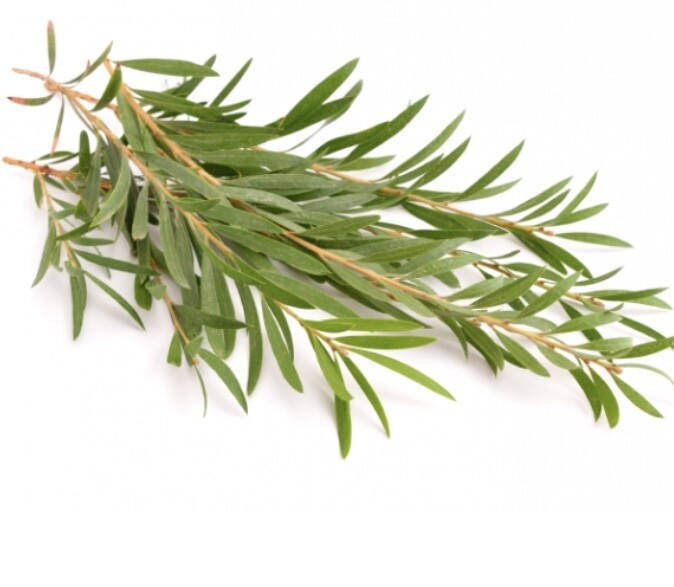 Sage - Rosemary
