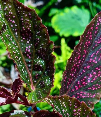 Green - Clean - Watery Scents