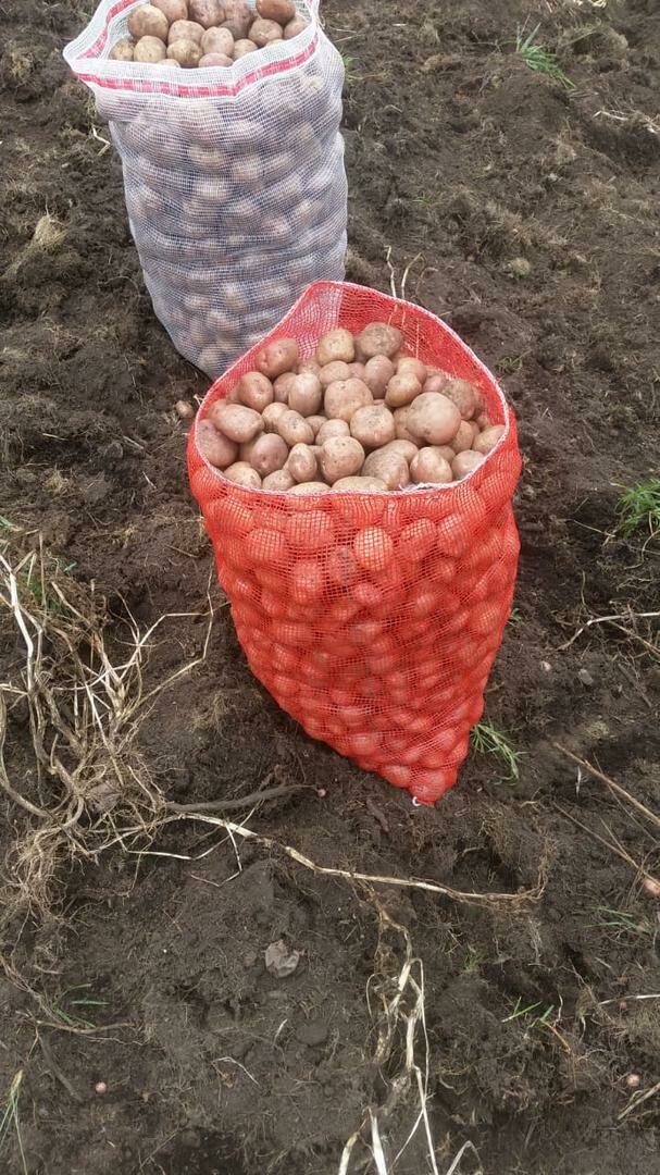 Papa Pastusa sin Lavar. Por Arroba, Medio Bulto, Bulto, Carga. PRECIO JUSTO