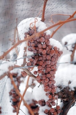Ice Wine Style