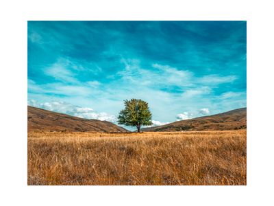 The Te Papapnui Nevis Tree