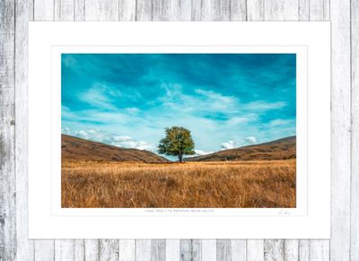 The Te Papapnui Nevis Tree