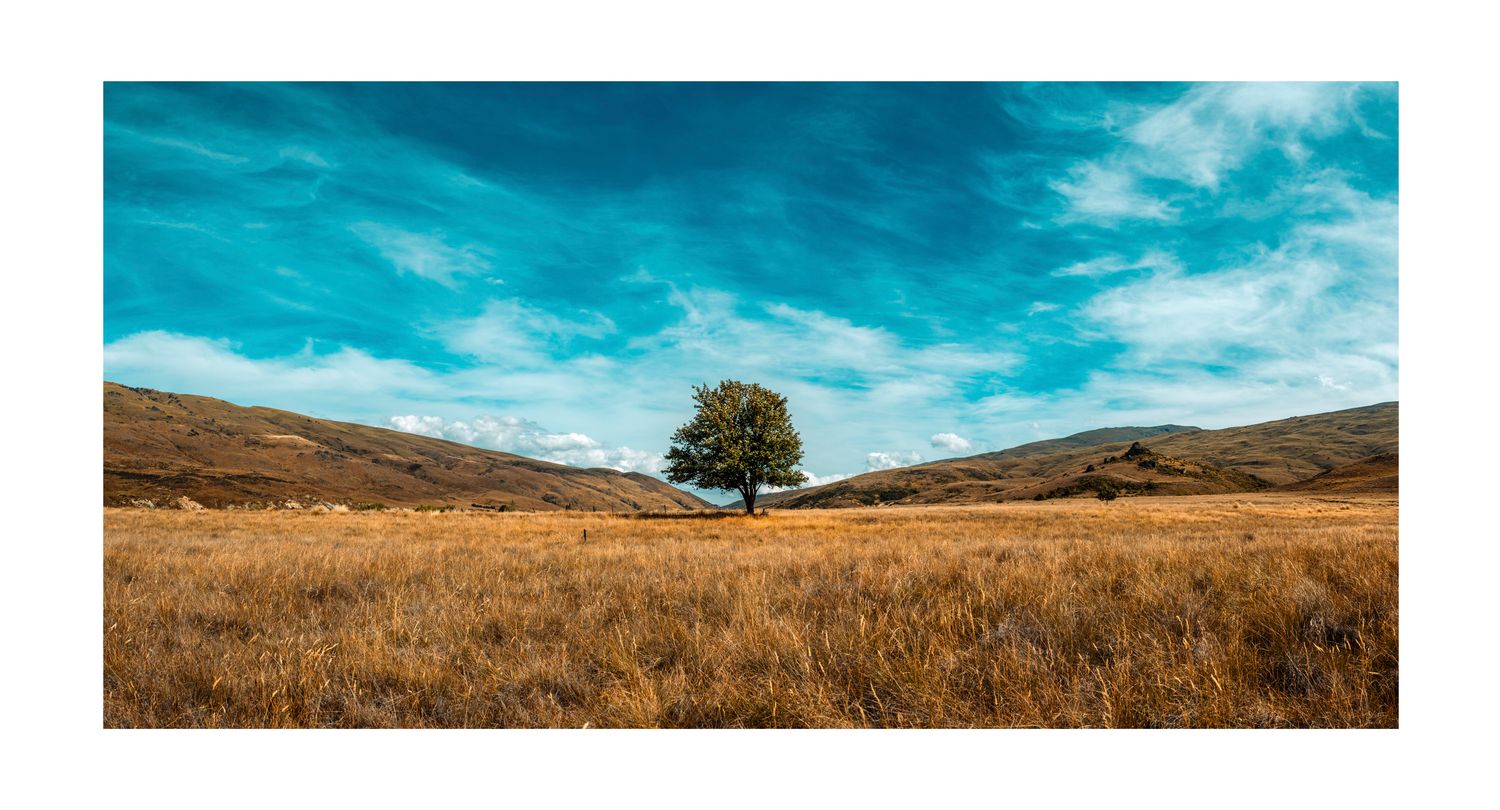 The Te Papapnui Nevis Tree (Wide)