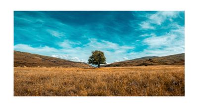 The Te Papapnui Nevis Tree (Wide)