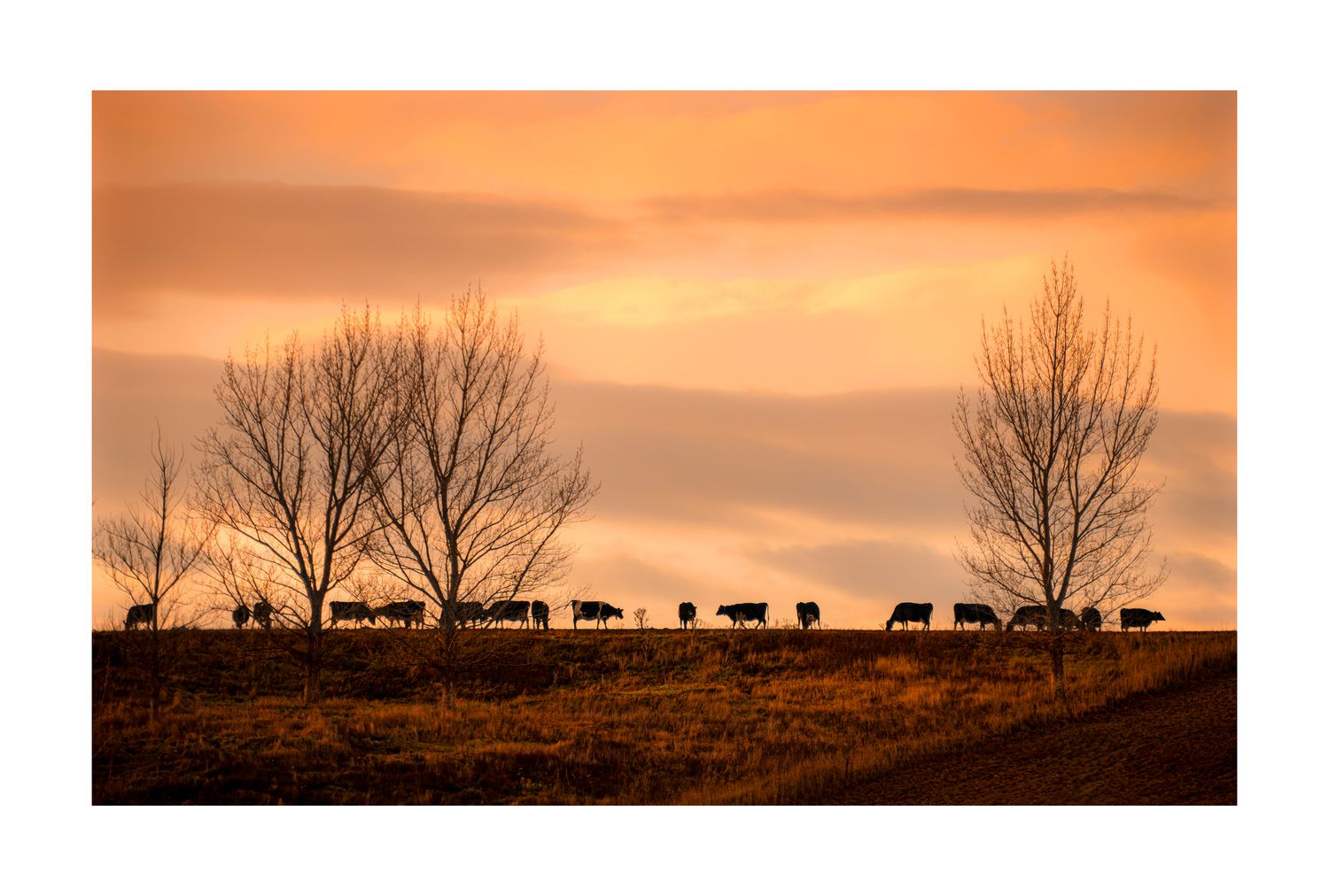 Talk about having your cows all in a row