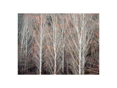 Ghost Trees