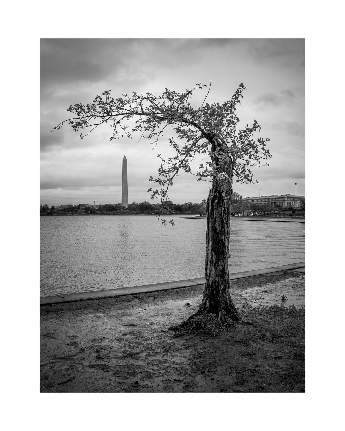 Old Stumpy, Tidal Basin, Washington DC