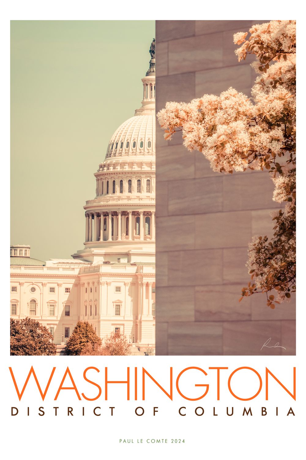 Washington DC Blossom