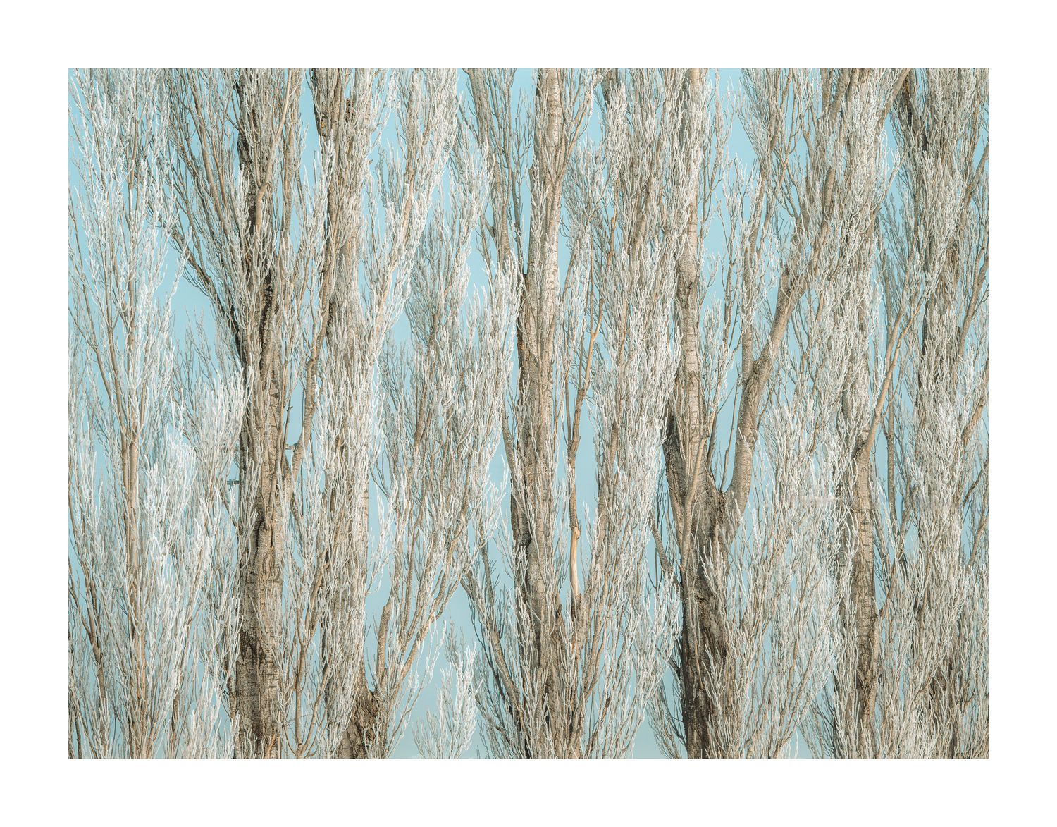 Middlemarch Hoar Frost Trees