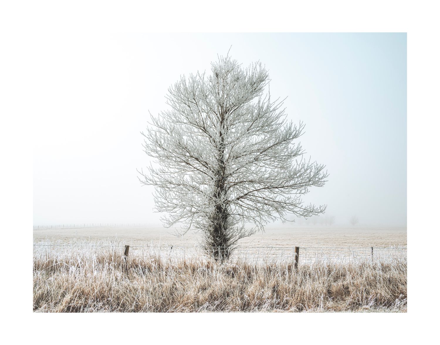 Lone Tree, Hoar Frost