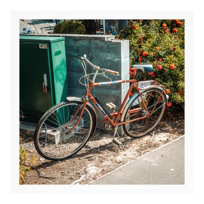 Raleigh Bermuda