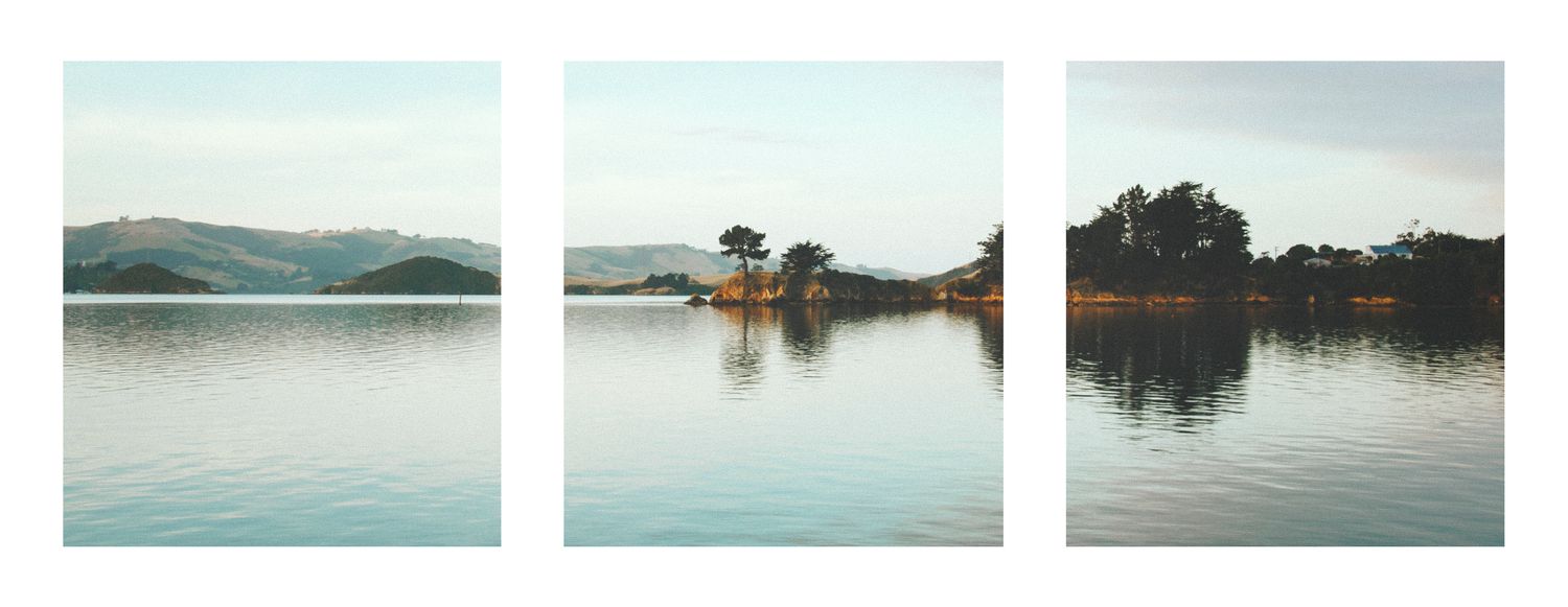 Yellowhead Tryptic