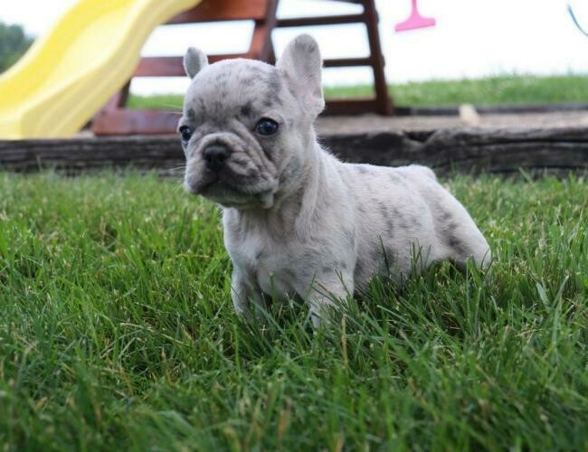 Penelope