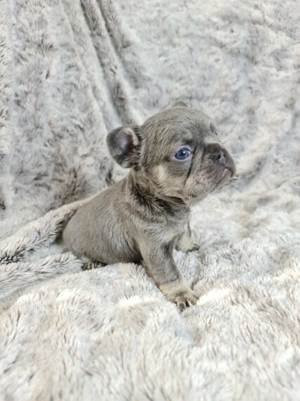 Toby