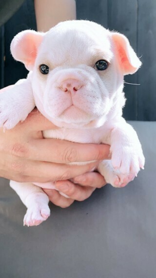 Teddy