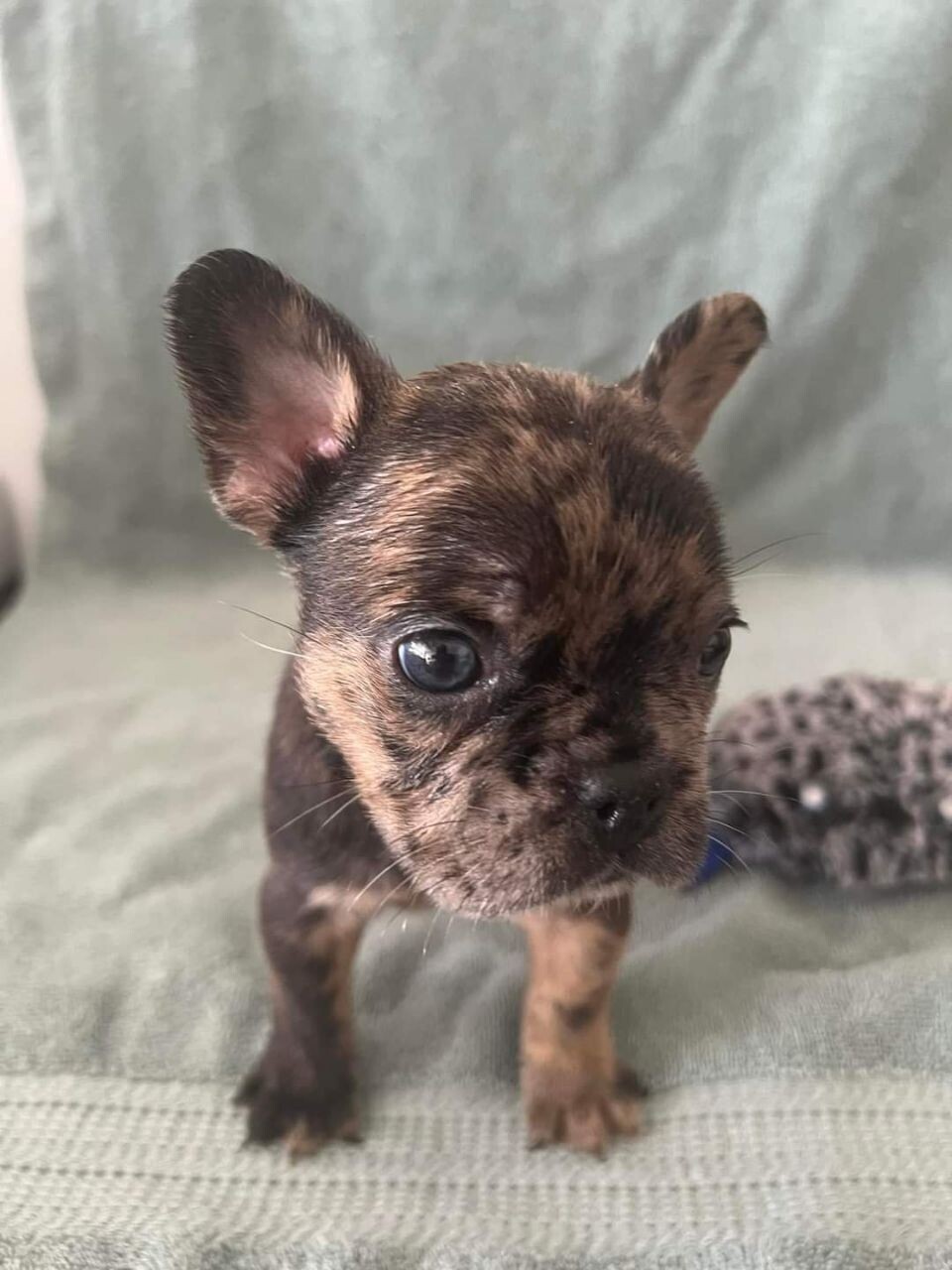 Ollie