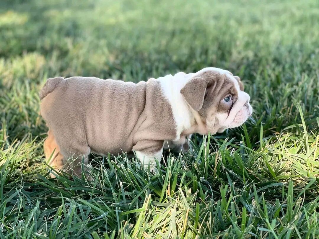 Marley (English Bulldog)