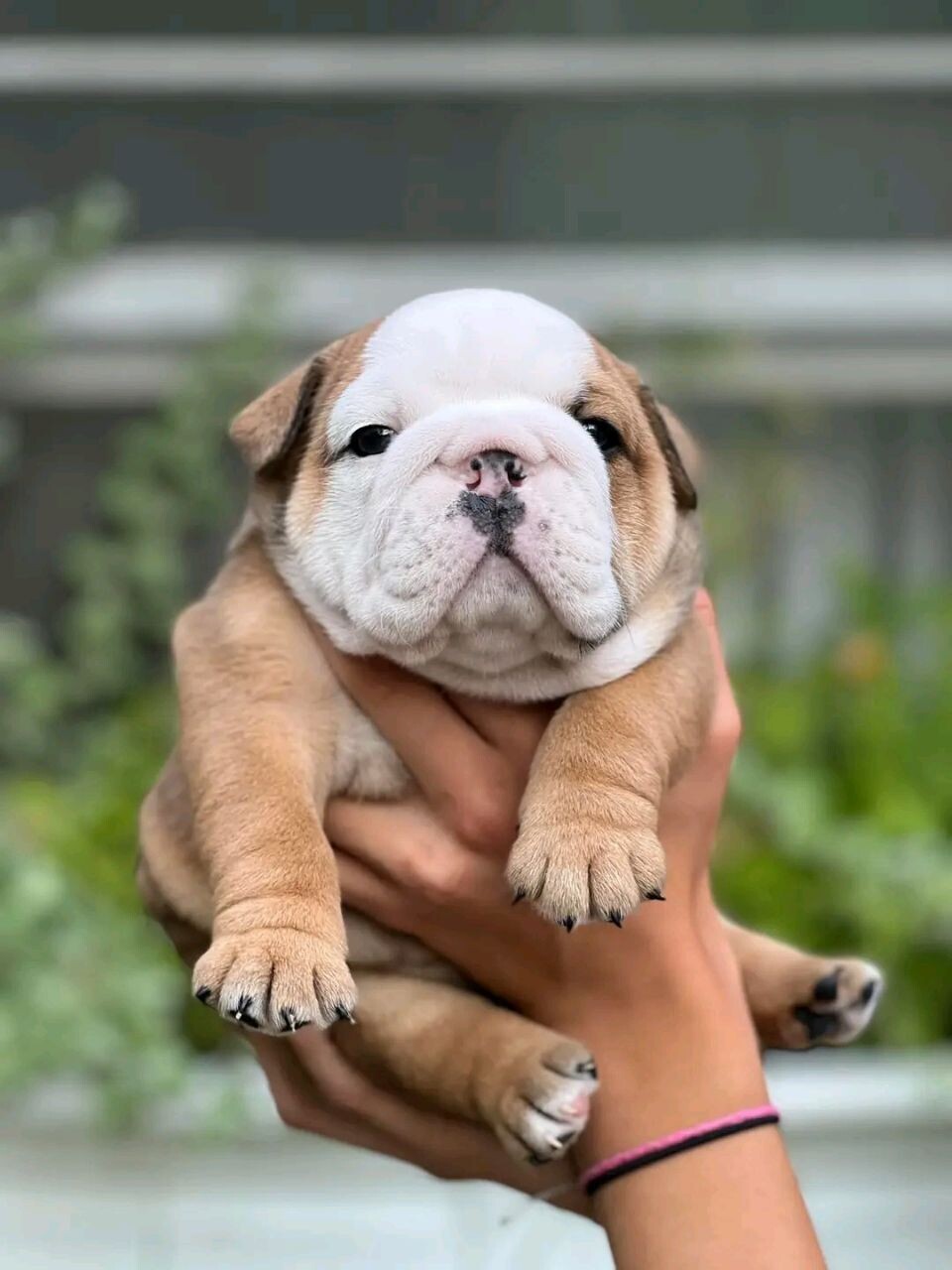 Ruby (English Bulldog)