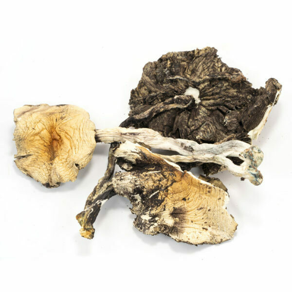 Brazilian Cubensis