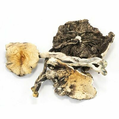 Brazilian Cubensis