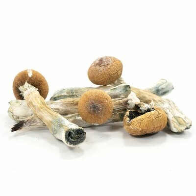 Albino Penis Envy Mushrooms