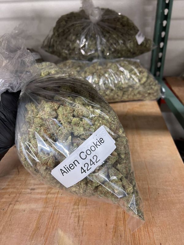 Big Bud | Flowers | Hydrid | Sativa | Indica