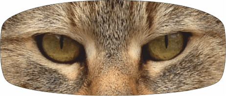 Modell "Katze"