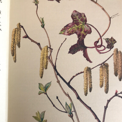 The Country Diary Of An Edwardian Lady, Edith Holden