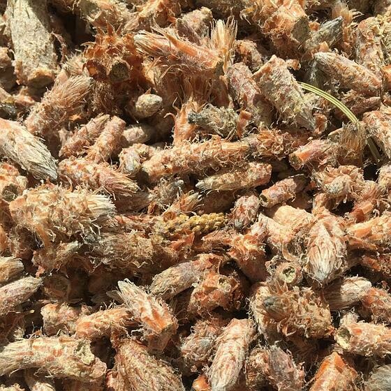 Bourgeons de pin