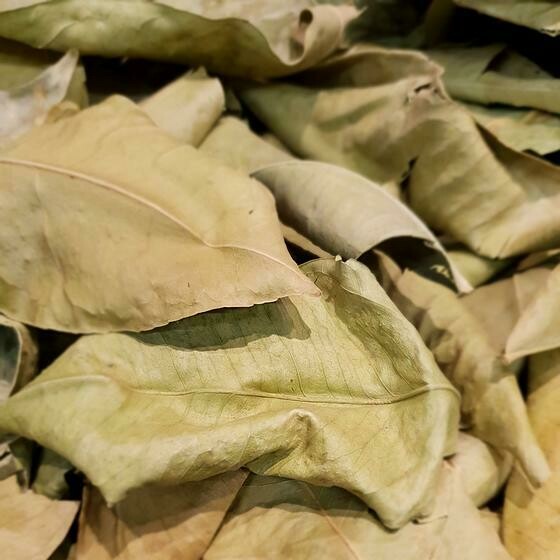 Oranger feuille