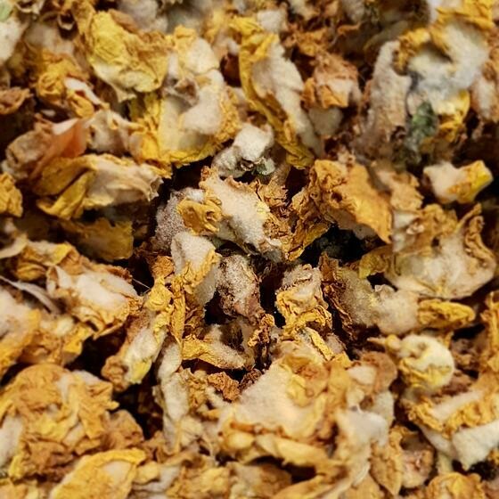 Bouillon Blanc Fleurs