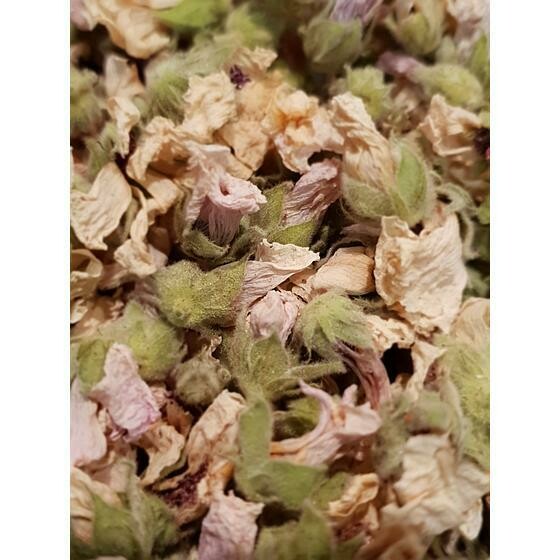 Guimauve fleur
