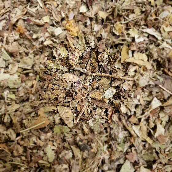 Tussilage feuille