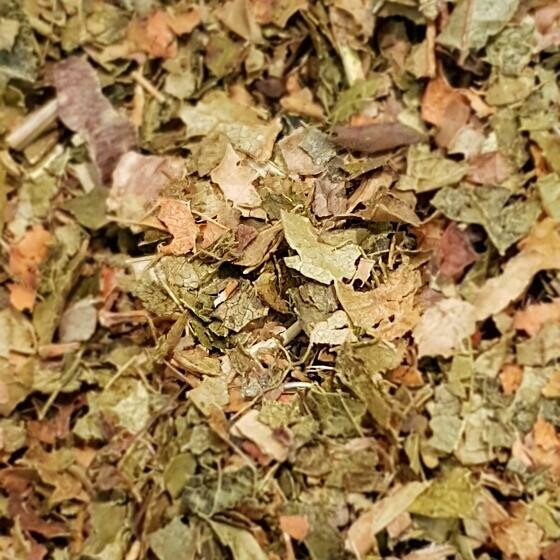 Hamamelis
