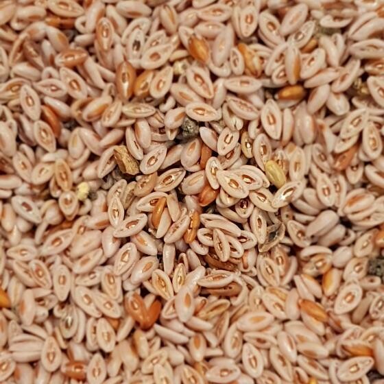 Psyllium