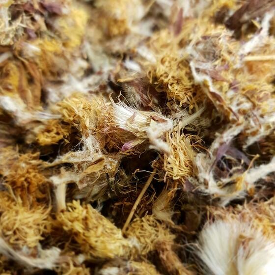 Tussilage fleur