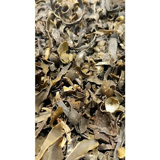 Fucus