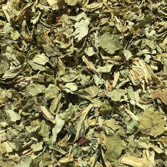 Angélique feuilles