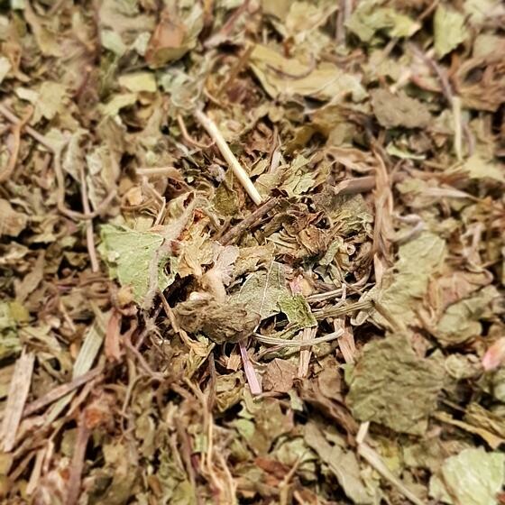 Centella asiatica