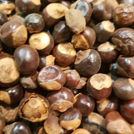 Guarana